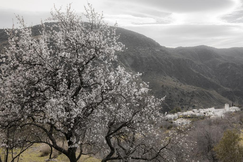 Вилла Cortijo La Vinuela Атальбейтар Экстерьер фото