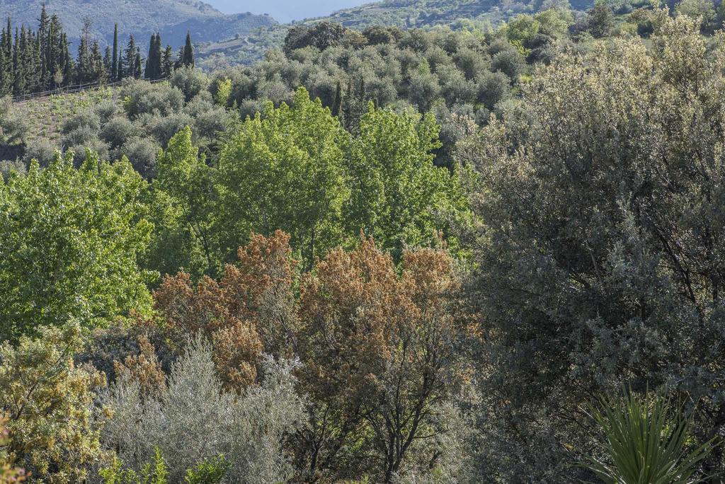 Вилла Cortijo La Vinuela Атальбейтар Экстерьер фото